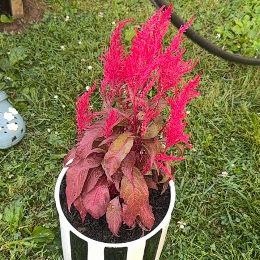 Photo of the plant species Dragons Breath by @GloriousBeech named Betelgeuse on Greg, the plant care app