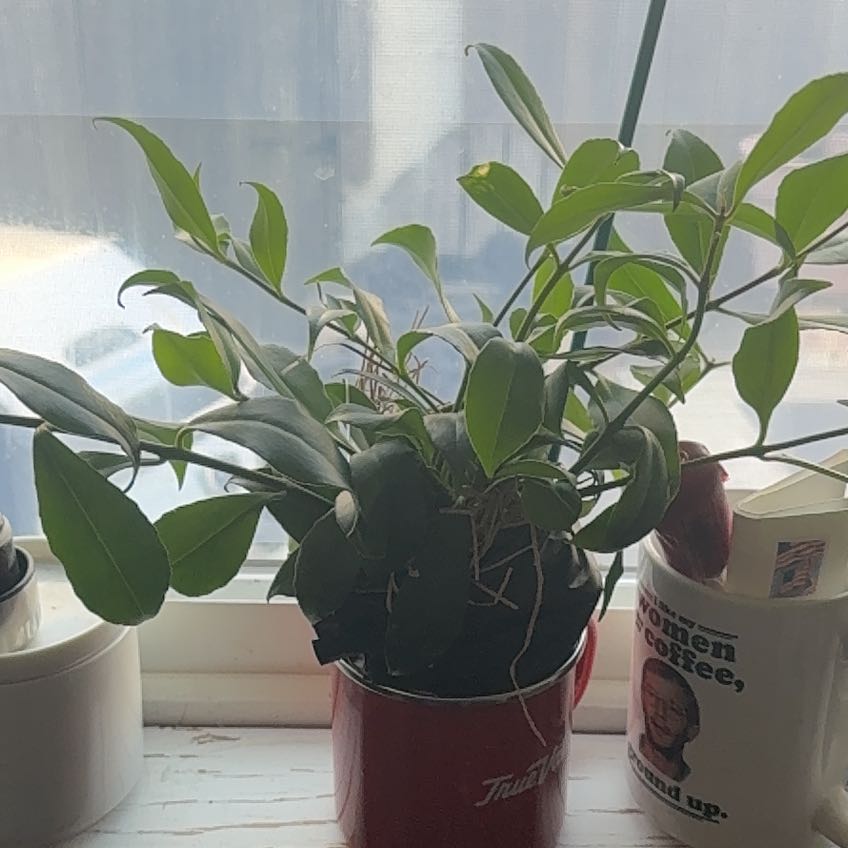 Photo of the plant species Orange Lipstick Plant by @CivicLentil86 named Bodhi on Greg, the plant care app