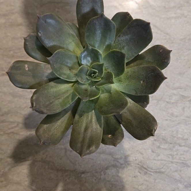 Photo of the plant species Echeveria 'Marrom' by @PoshFern78 named Wall-E on Greg, the plant care app