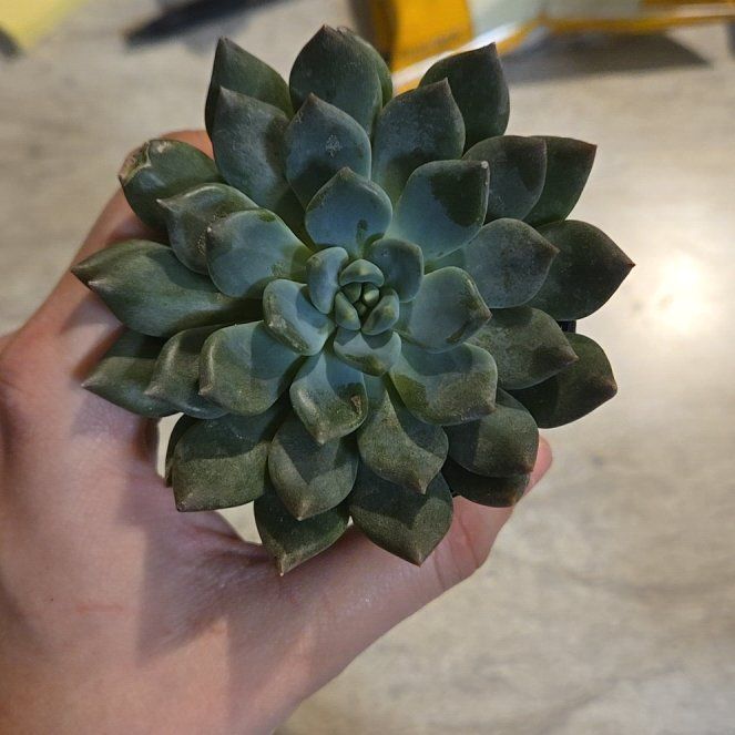 Photo of the plant species Echeveria 'Dark Elf' by @PoshFern78 named Mochi on Greg, the plant care app