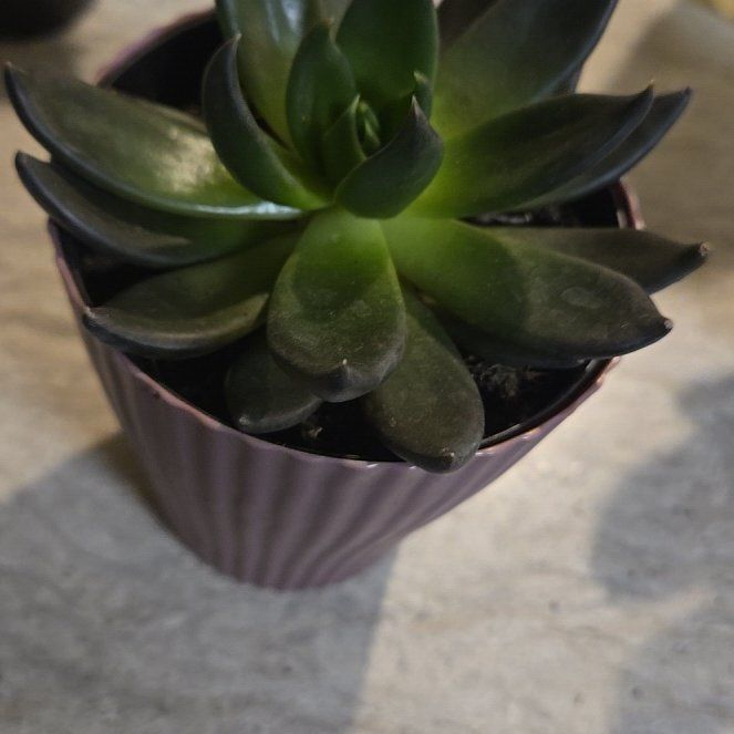 Photo of the plant species Black Prince by @PoshFern78 named Duke on Greg, the plant care app