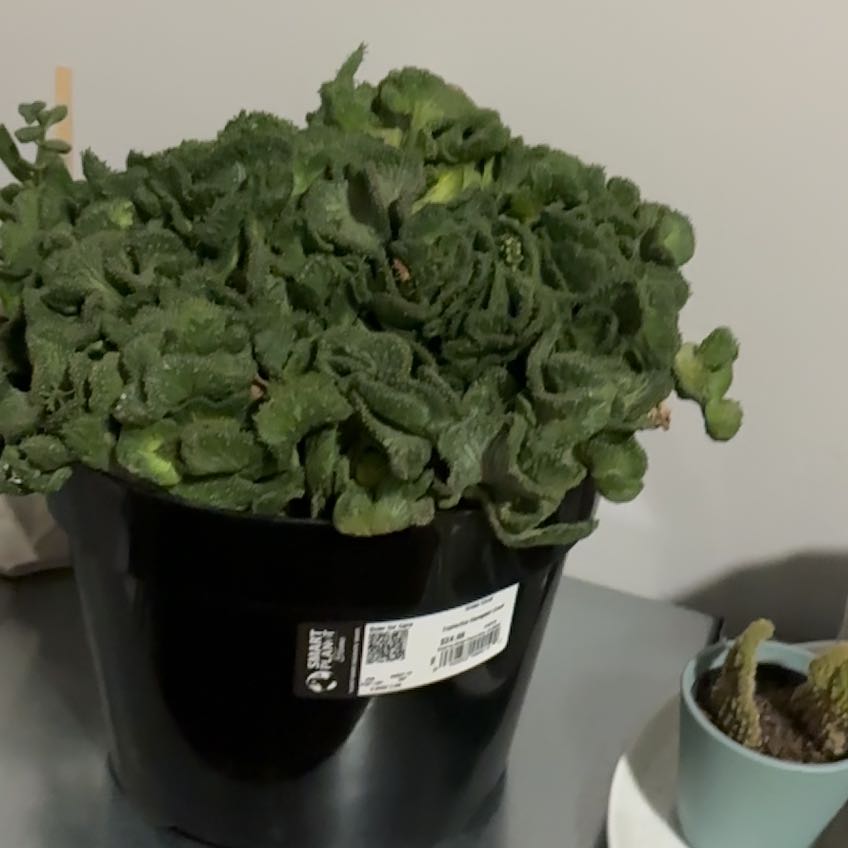 Photo of the plant species Green Coral Cactus by @RadBonsi84 named Delilah on Greg, the plant care app