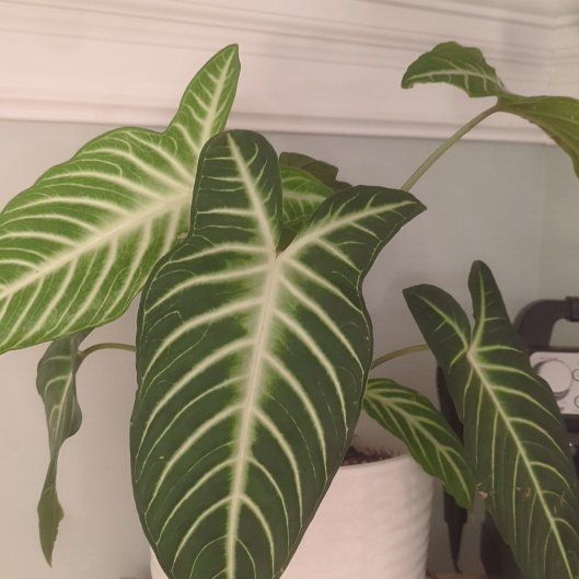 Photo of the plant species Xanthosoma by @AceCorn52 named Mando on Greg, the plant care app