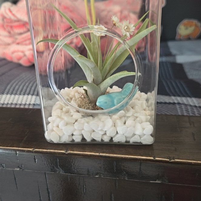 Photo of the plant species Potbelly Air Plant by @GiftedAchiote57 named Sonora on Greg, the plant care app