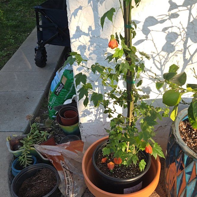 Photo of the plant species Chinese Lantern Plant by @SteamyGrass88 named Achilles on Greg, the plant care app