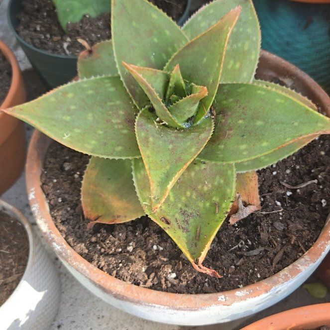 Photo of the plant species Ghost Aloe by @SteamyGrass88 named Spike on Greg, the plant care app