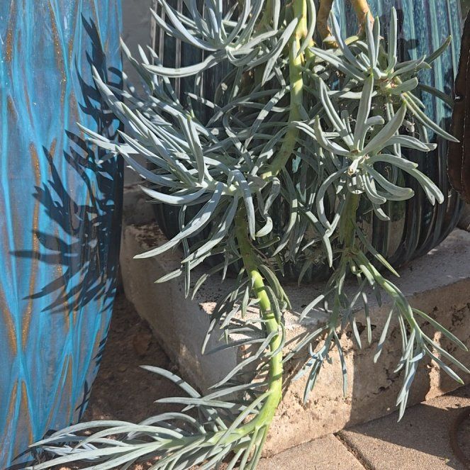 Photo of the plant species Blue Chalk Sticks by @SteamyGrass88 named Naomi on Greg, the plant care app