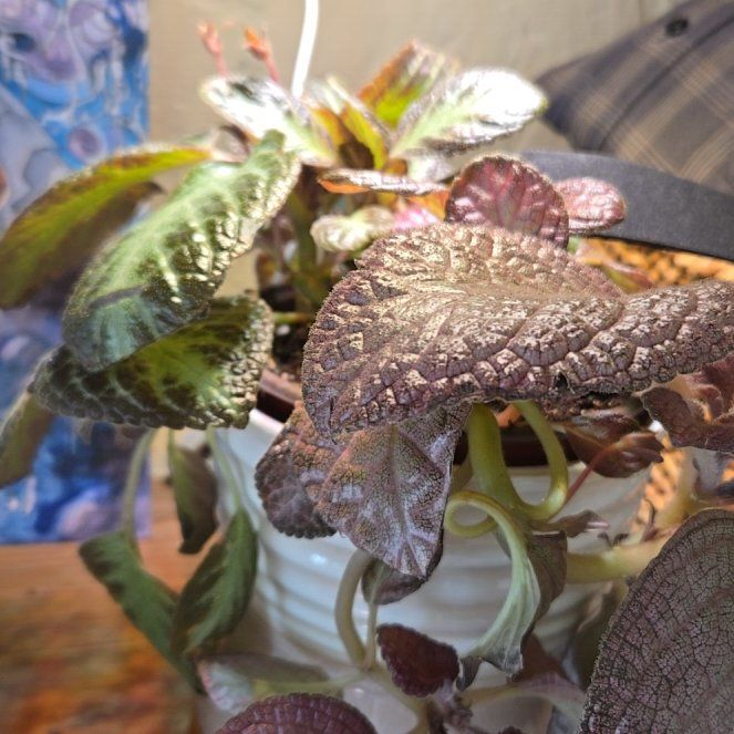 Photo of the plant species Flame Violet by @SteamyGrass88 named Terra on Greg, the plant care app