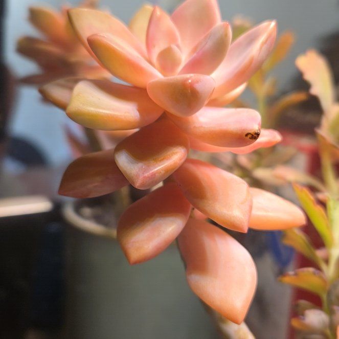 Photo of the plant species Pink Ghost Plant by @SteamyGrass88 named James Dean on Greg, the plant care app