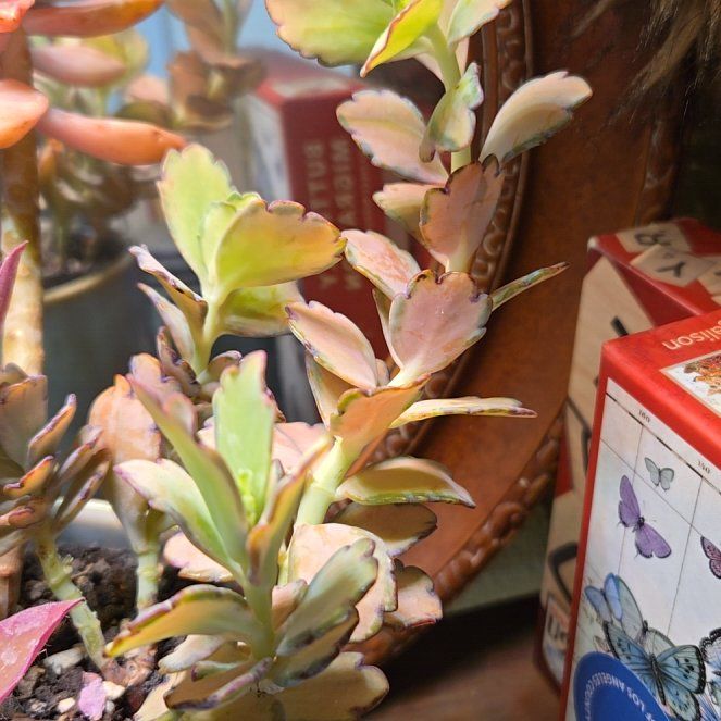 Photo of the plant species Kalanchoe fedtschenkoi 'Stained Glass' by @SteamyGrass88 named Surya on Greg, the plant care app