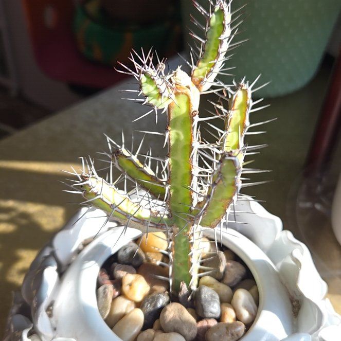 Photo of the plant species Euphorbia seredipita by @SteamyGrass88 named Euphorbia seredipita on Greg, the plant care app