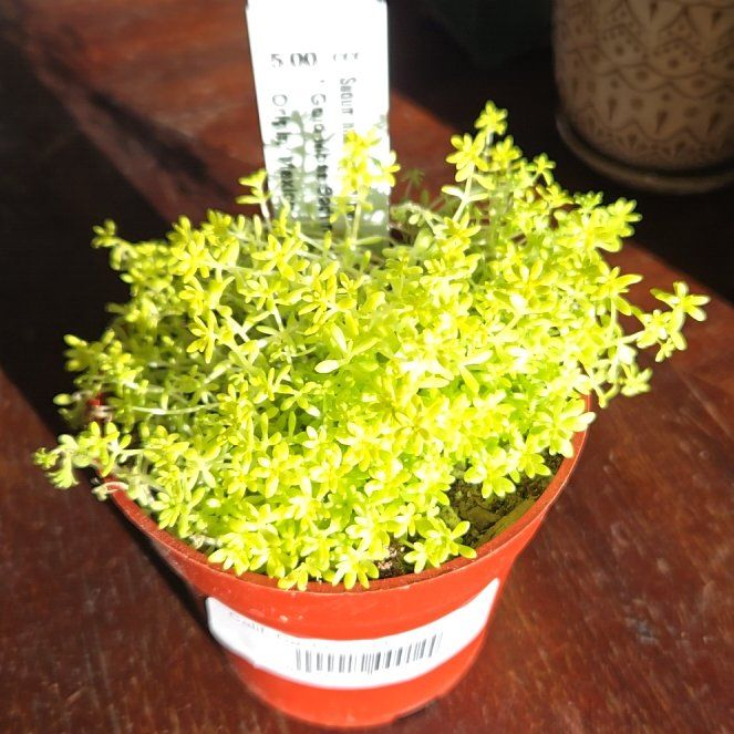Photo of the plant species Gold Moss Stonecrop by @SteamyGrass88 named Apollo on Greg, the plant care app