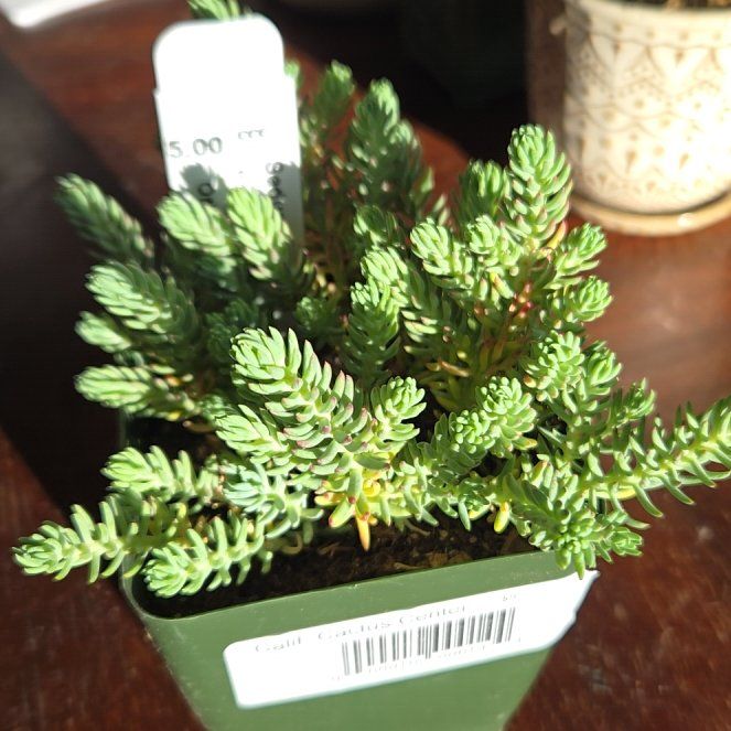 Photo of the plant species Sedum reflexum 'Blue Spruce' by @SteamyGrass88 named Gates on Greg, the plant care app