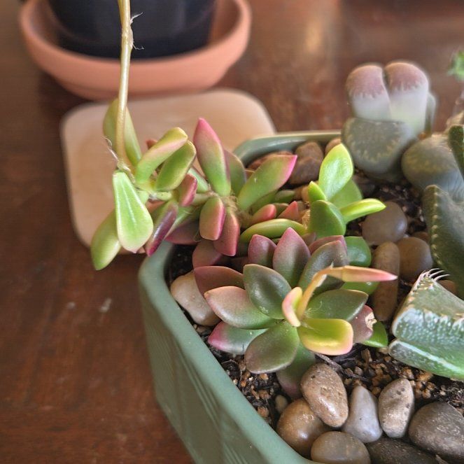 Photo of the plant species Sunrise by @SteamyGrass88 named Gaga on Greg, the plant care app
