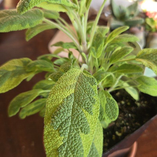 Photo of the plant species Golden Sage by @SteamyGrass88 named McKinley on Greg, the plant care app