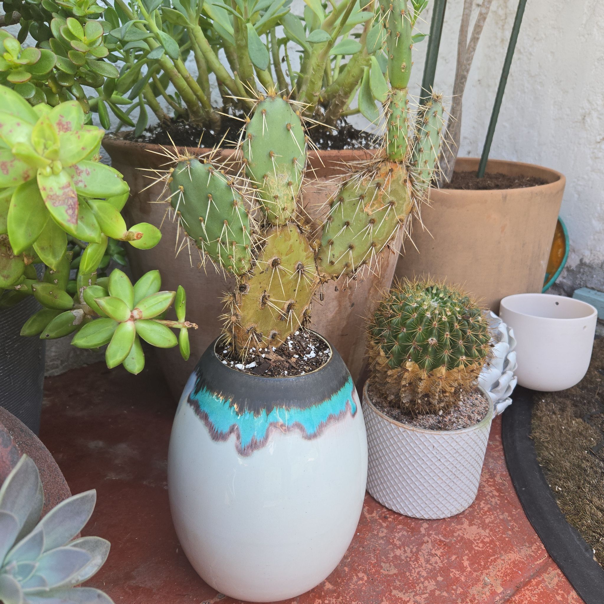 Photo of the plant species Coastal Pricklypear by @SteamyGrass88 named Queen on Greg, the plant care app