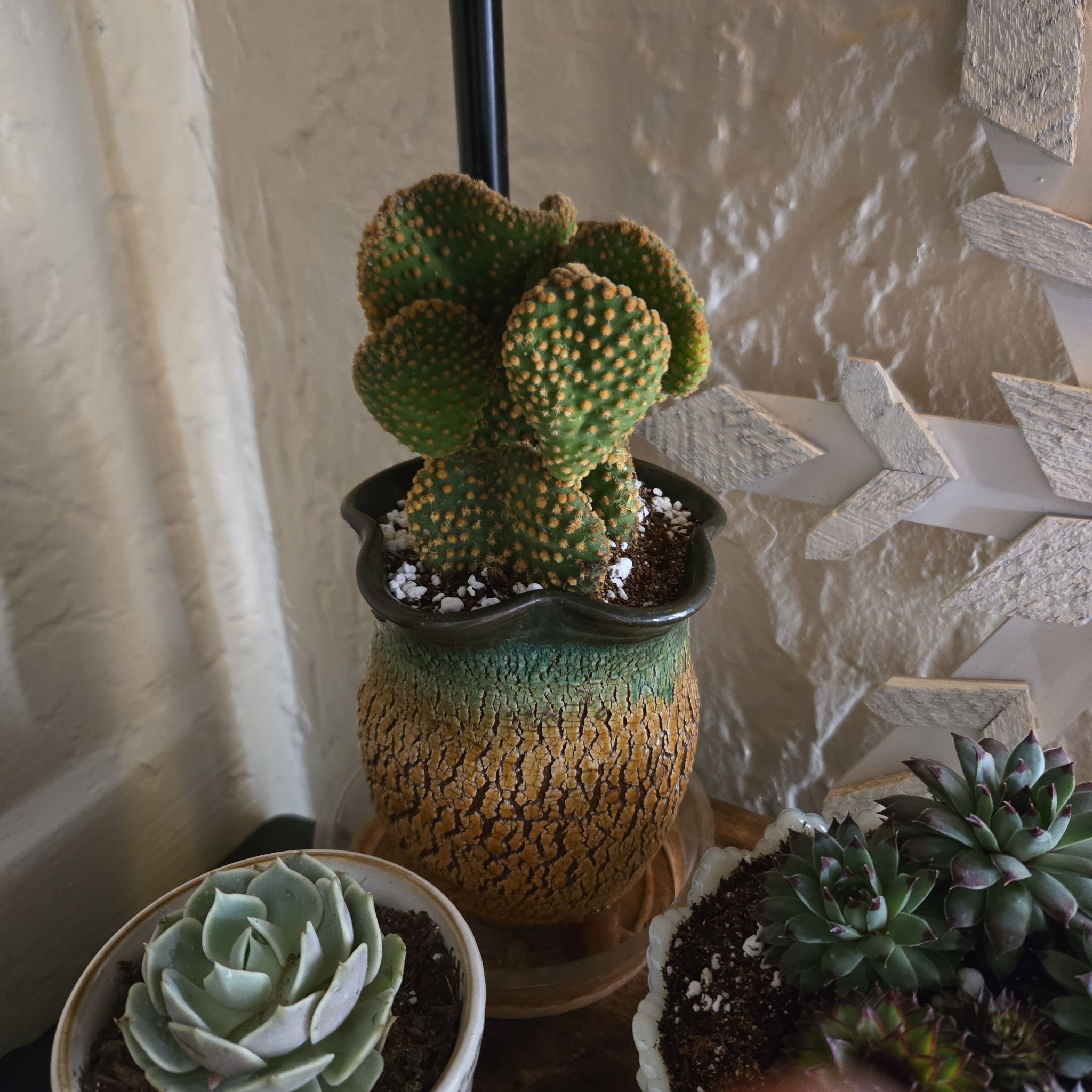 Photo of the plant species Crazy Bunny Ears by @SteamyGrass88 named Sigmund on Greg, the plant care app