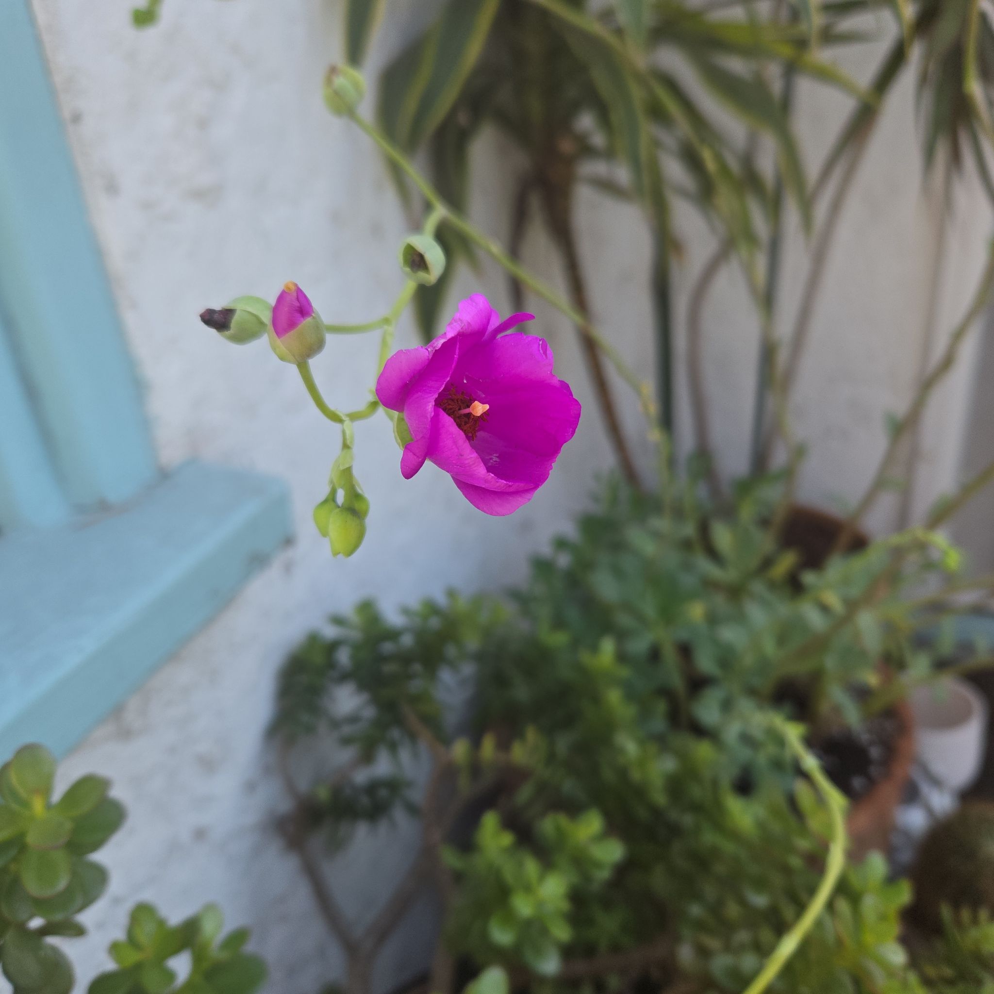 Photo of the plant species Rock Purslane Calandrinia spectabilis by @SteamyGrass88 named Cleopatra on Greg, the plant care app