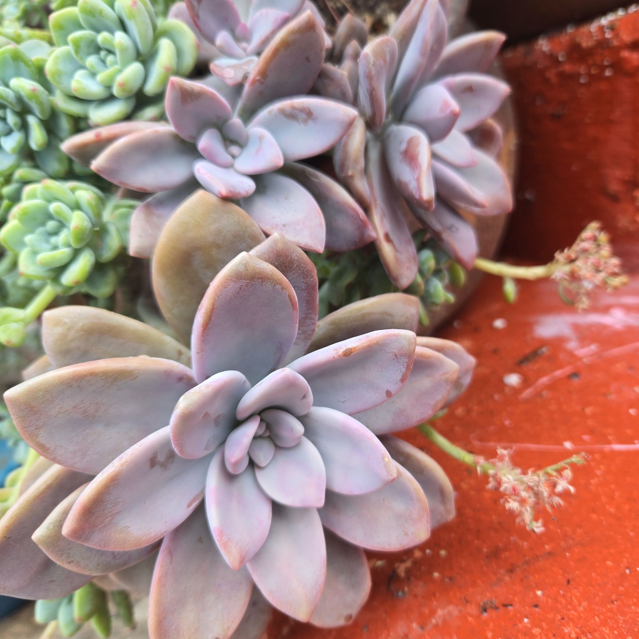 Photo of the plant species Five Stamen Graptopetalum by @SteamyGrass88 named Sansa Stark on Greg, the plant care app