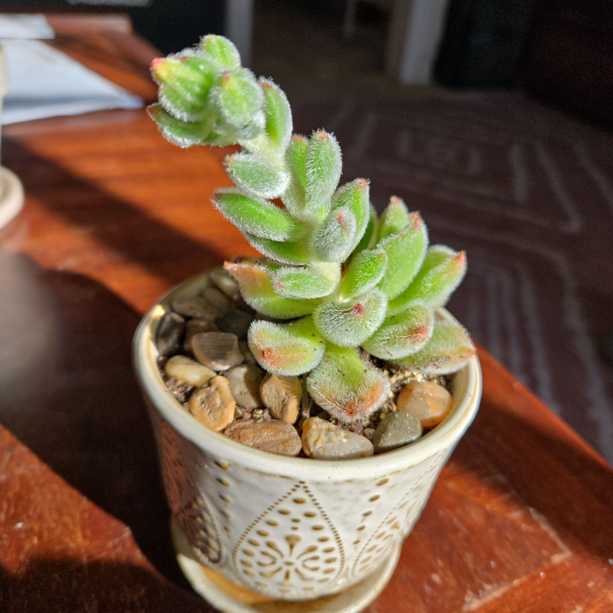 Photo of the plant species Woolly Rose by @SteamyGrass88 named ChloroPhil on Greg, the plant care app