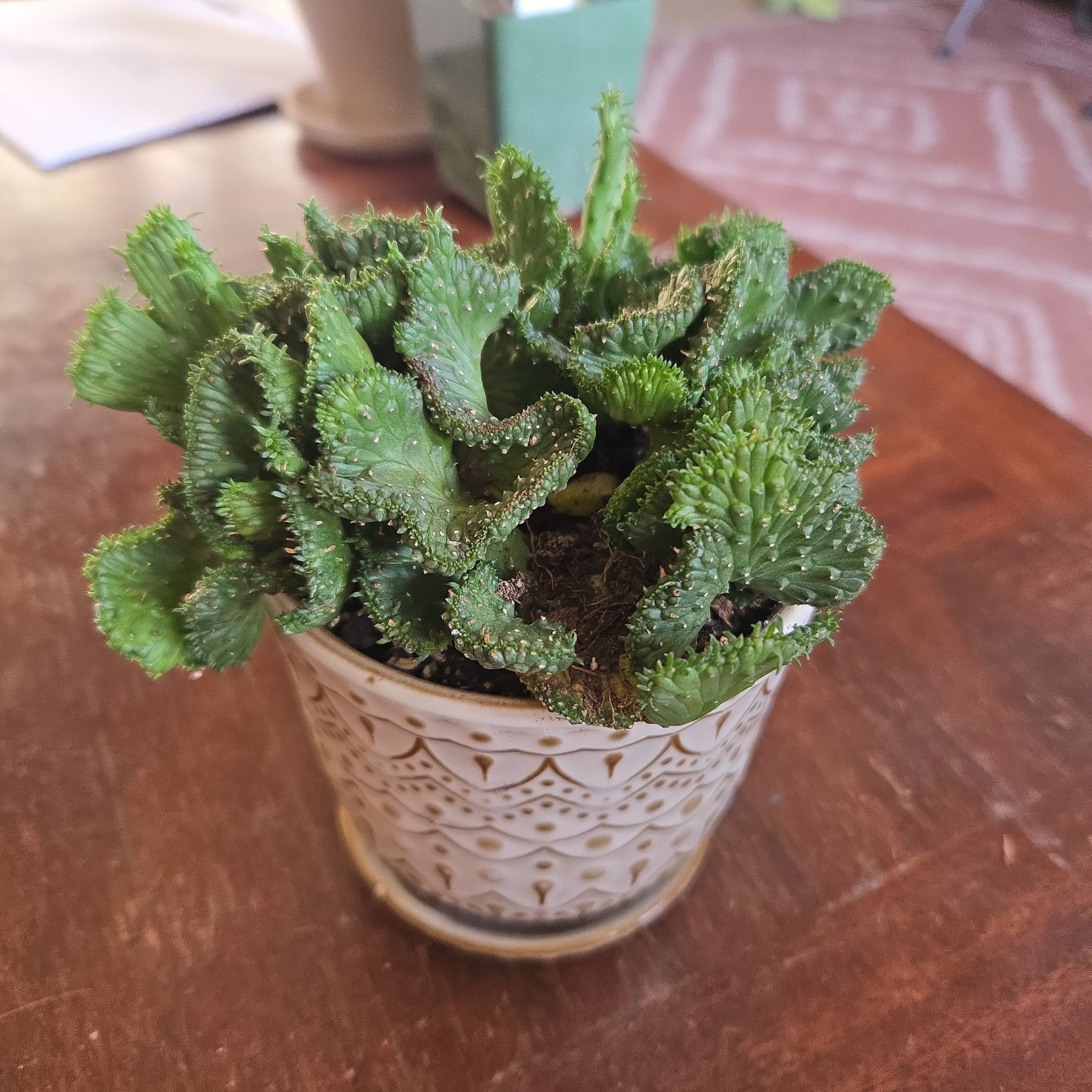Photo of the plant species Medusa's Head by @SteamyGrass88 named Wall-E on Greg, the plant care app