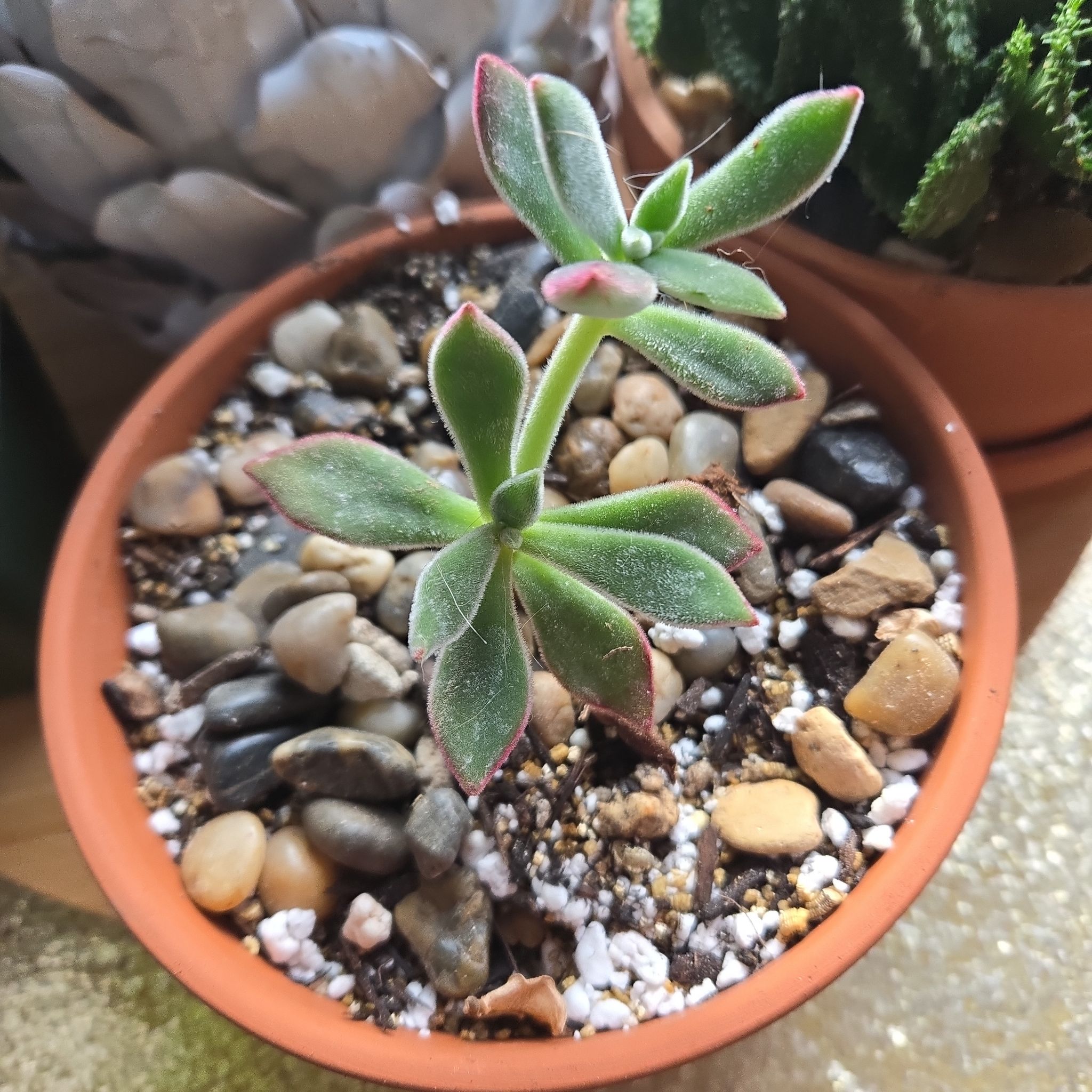 Photo of the plant species Ruby Slippers by @SteamyGrass88 named Michelle Branch on Greg, the plant care app