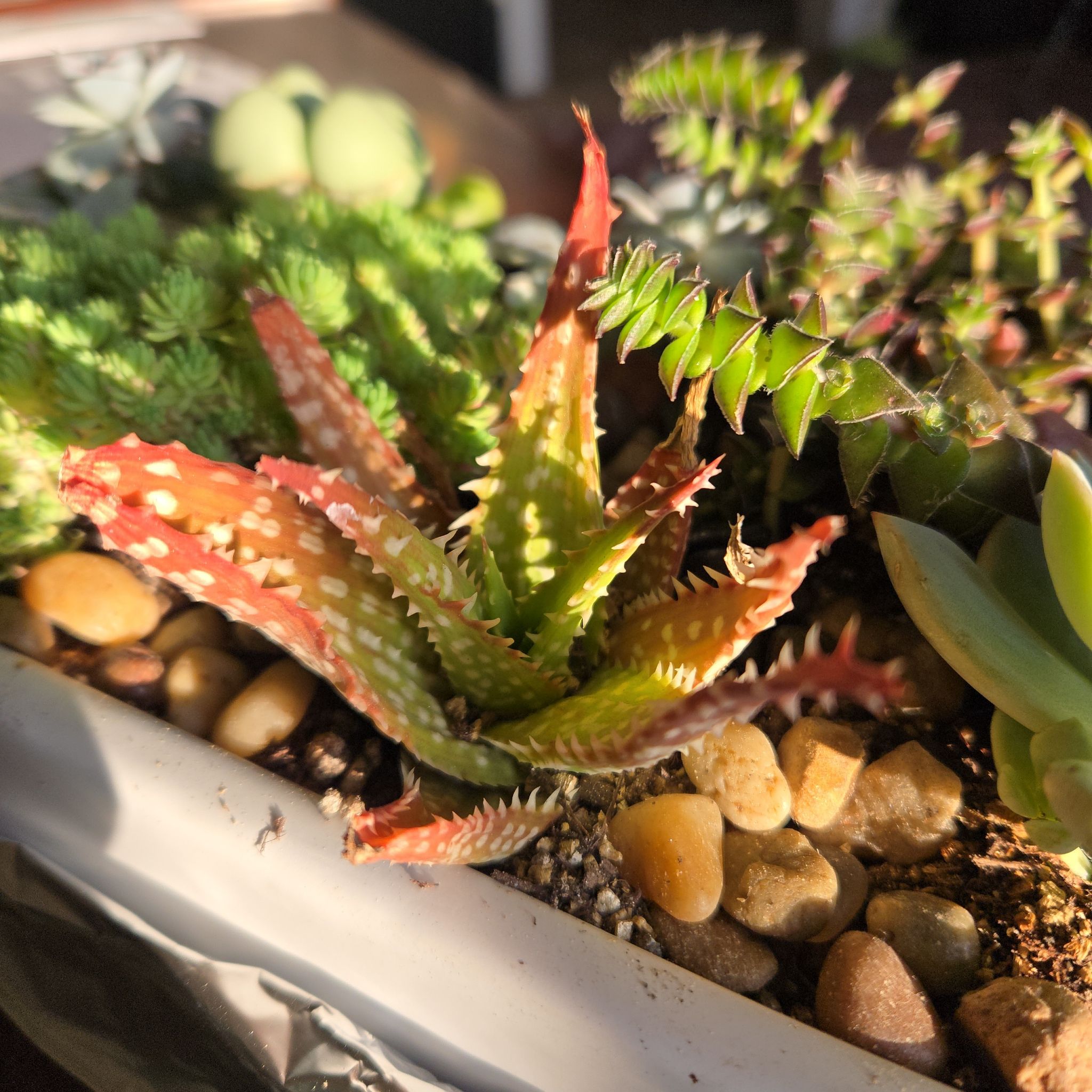 Photo of the plant species Sunset Aloe by @SteamyGrass88 named Messi on Greg, the plant care app