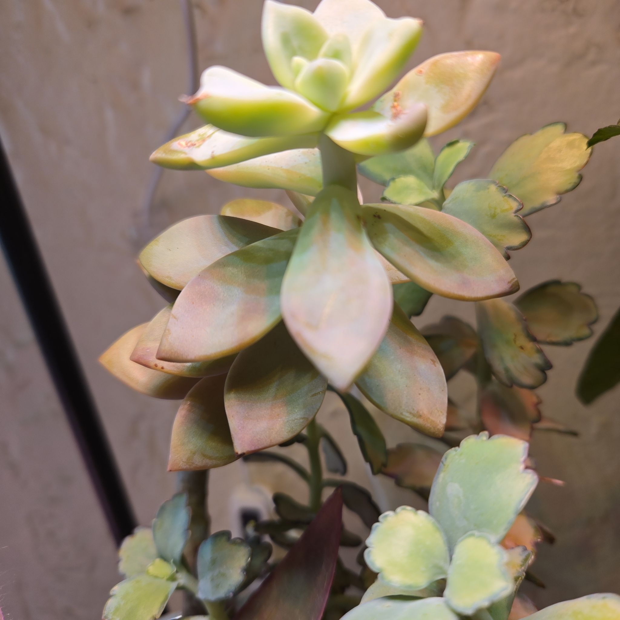 Photo of the plant species Pink Ghost Plant by @SteamyGrass88 named James Dean on Greg, the plant care app