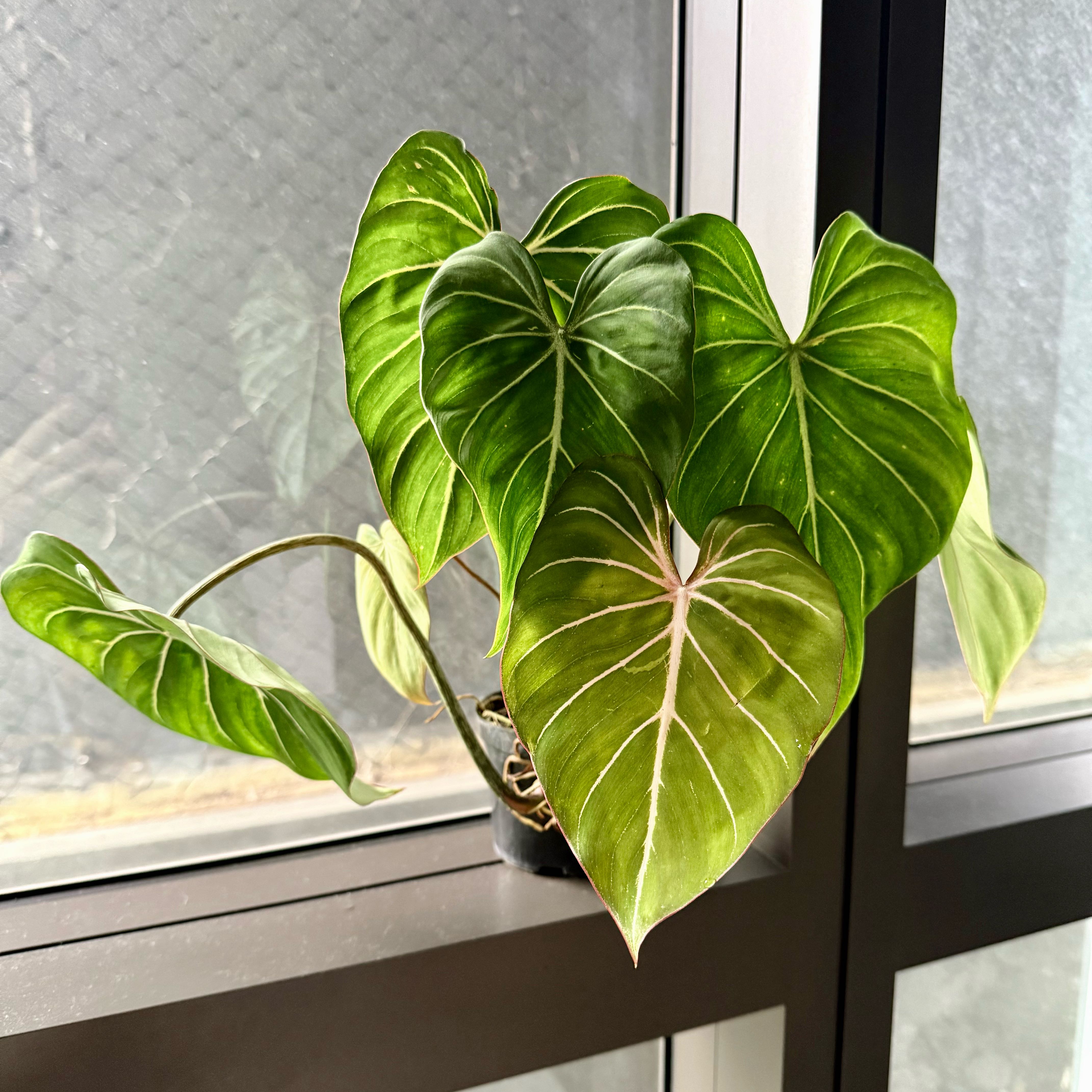 Photo of the plant species Philodendron Gloriosum Zebra by @UniqueCarrot17 named Sol on Greg, the plant care app