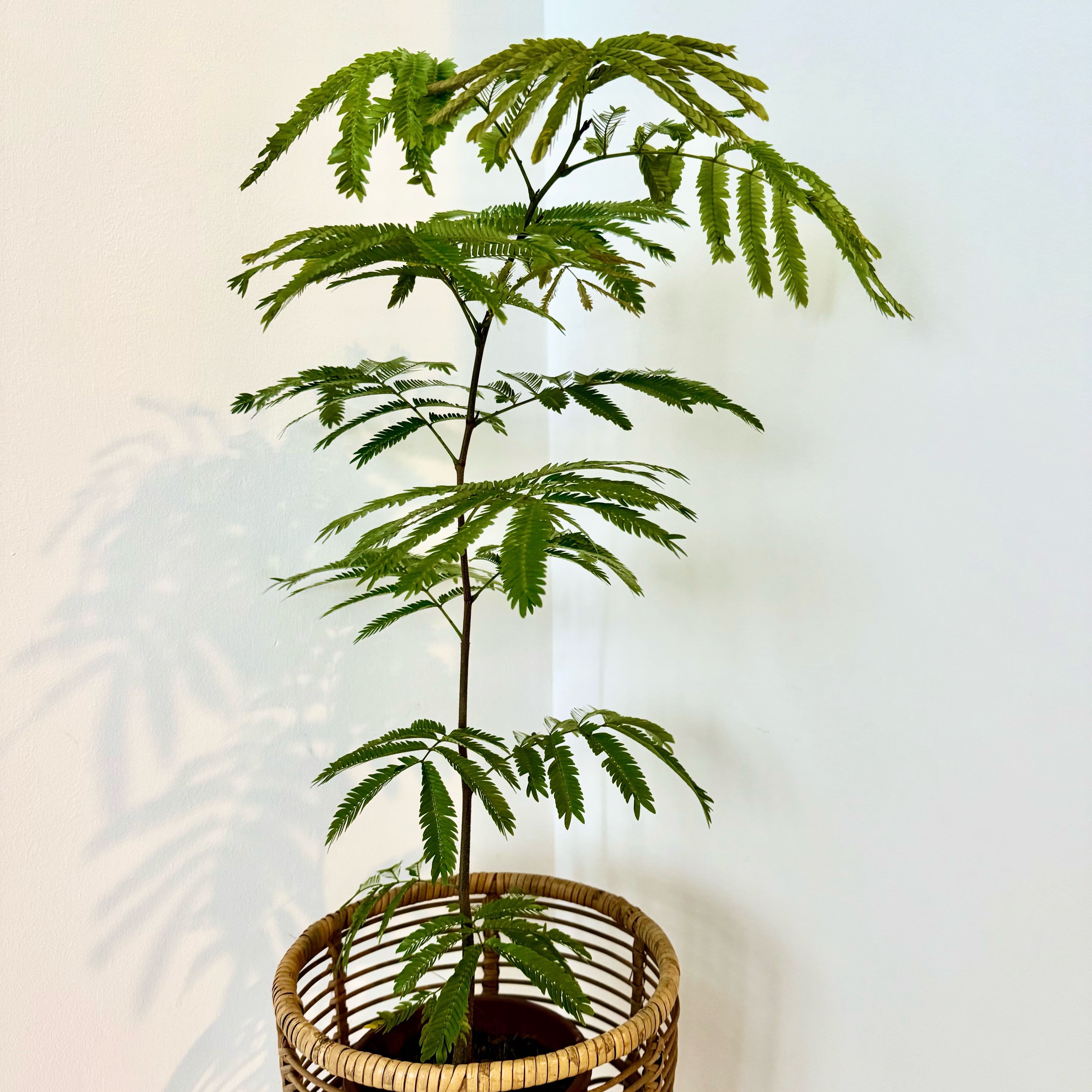 Photo of the plant species Japanese Everfresh Tree by @UniqueCarrot17 named Hamilton on Greg, the plant care app