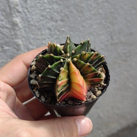 Photo of the plant species Moon Cactus by @ConsonantPotato named Debel debel on Greg, the plant care app