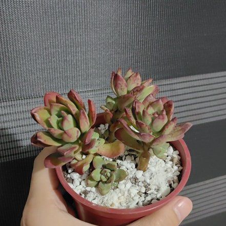 Photo of the plant species Echeveria 'Minibelle' by @ConsonantPotato named Belle on Greg, the plant care app