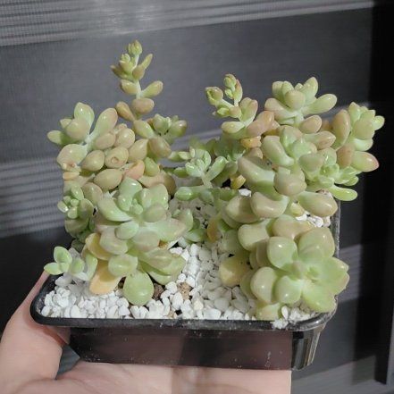 Photo of the plant species Graptopetalum mendozae by @ConsonantPotato named Mickey on Greg, the plant care app