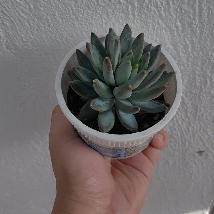 Photo of the plant species Pachyveria glauca 'Little Jewel' by @ConsonantPotato named Jewel on Greg, the plant care app