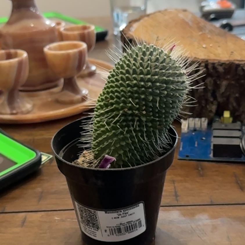 Photo of the plant species Mammillaria carnea by @HotNutgrass47 named Surya on Greg, the plant care app