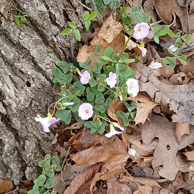 Photo of the plant species Violet Woodsorrel by @TryGuasca20 named Rihanna on Greg, the plant care app