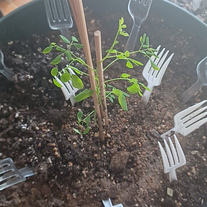 Photo of the plant species Horseradish Tree by @TryGuasca20 named Hemingway on Greg, the plant care app