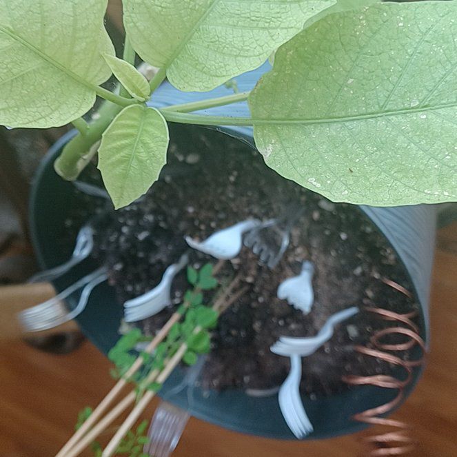 Photo of the plant species Brazil's White Angel Trumpet by @TryGuasca20 named Lavender on Greg, the plant care app