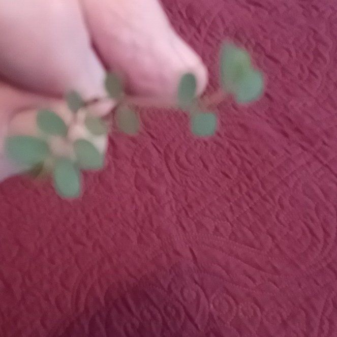 Photo of the plant species Blue Weed by @TryGuasca20 named Huckleberry Fern on Greg, the plant care app