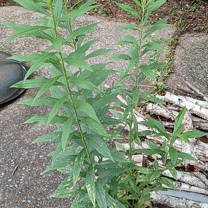 Photo of the plant species Rough Canada Goldenrod by @TryGuasca20 named Drake on Greg, the plant care app