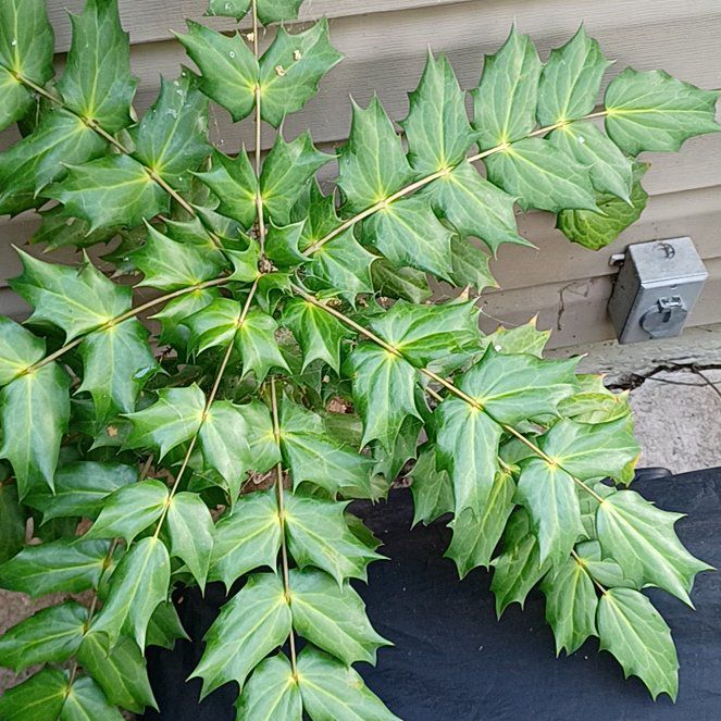 Photo of the plant species Beale's Mahonia by @TryGuasca20 named Treeyoncé on Greg, the plant care app