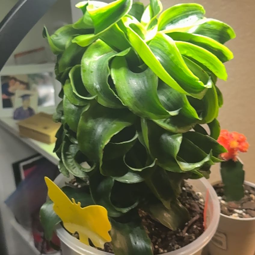 Photo of the plant species Draceana Tornado by @SubtleMira93 named Marge on Greg, the plant care app