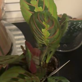Photo of the plant species red prayer plant by @SubtleMira93 named Planty on Greg, the plant care app