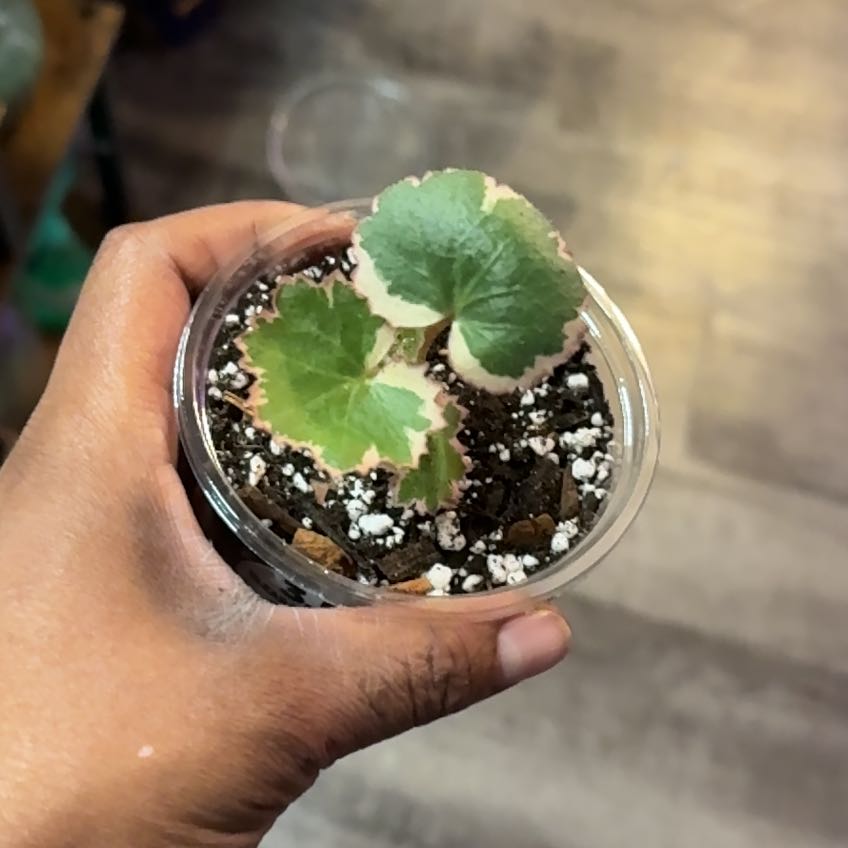 Photo of the plant species Pink Alumroot by @SubtleMira93 named Baesil on Greg, the plant care app