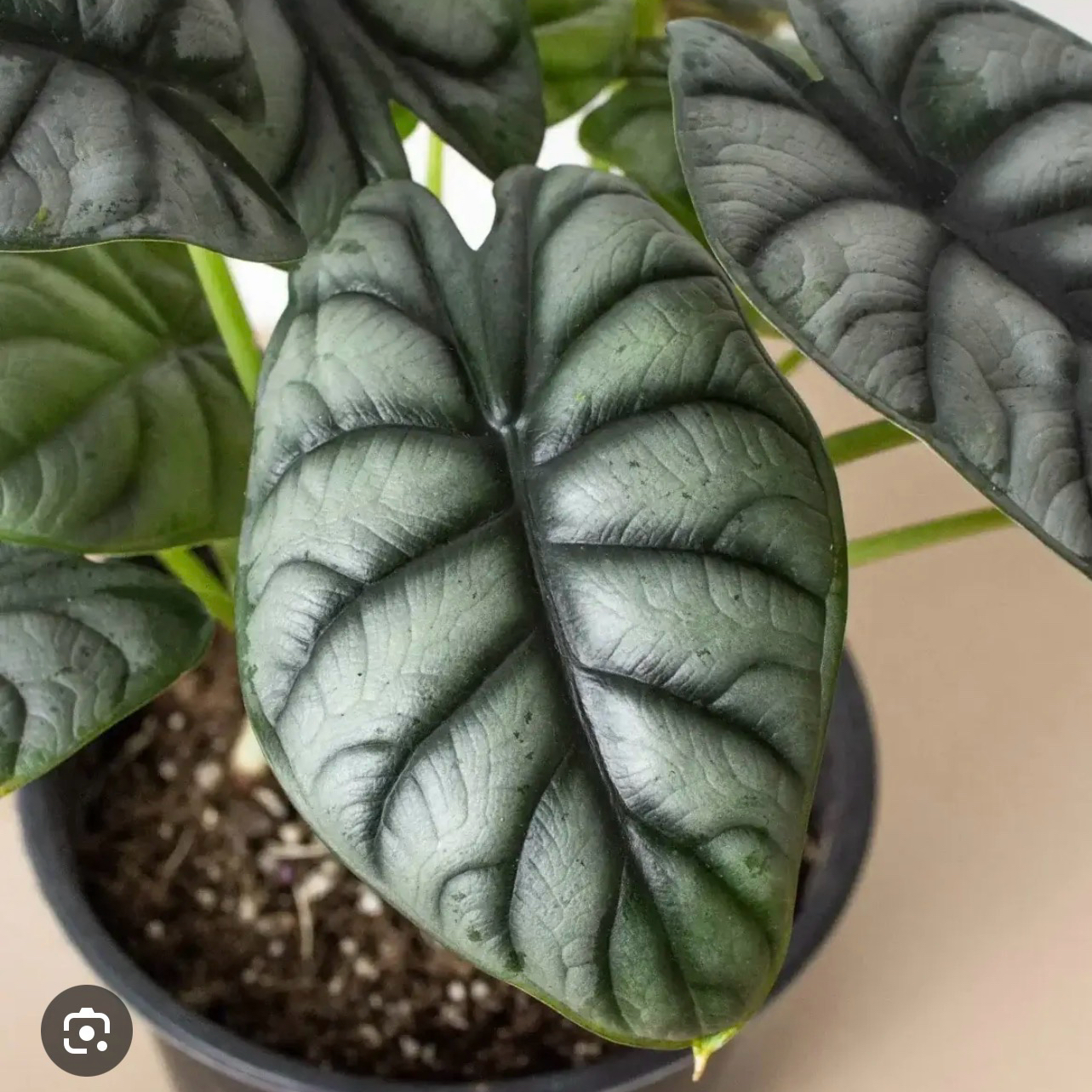 Photo of the plant species Alocasia Baginda Silver Dragon by @GivingZebrina72 named Zeus on Greg, the plant care app