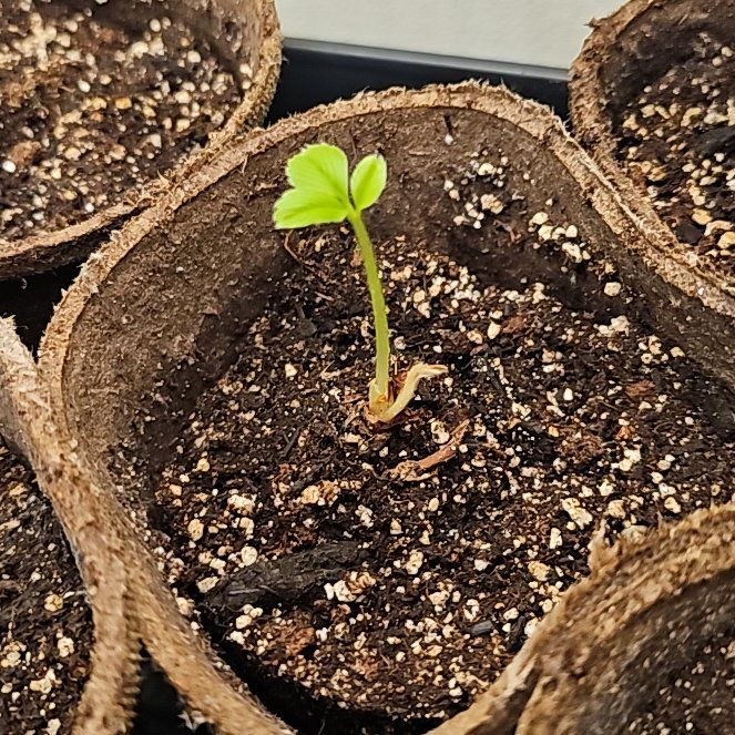 Photo of the plant species Pineberry by @KookyChickory58 named Pineberries on Greg, the plant care app
