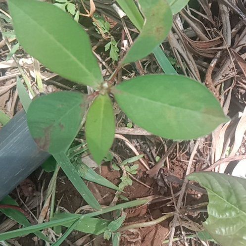 Photo of the plant species Mexican Fireplant by @PeppyHappyleaf named Bigleef Smalls on Greg, the plant care app