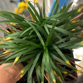 Photo of the plant species Armeria Maritima by @ProChilli19 named Rihanna on Greg, the plant care app