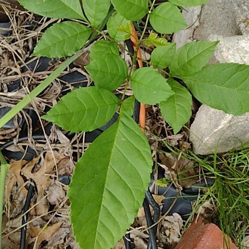 Photo of the plant species Tropical Ash by @VitalJuneplum14 named Athena on Greg, the plant care app