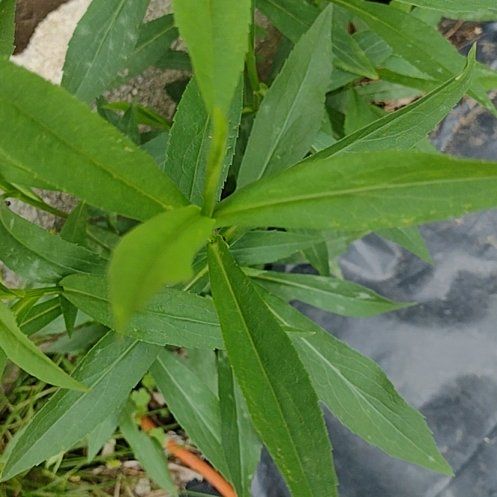 Photo of the plant species Sneezeweed by @VitalJuneplum14 named Zeus on Greg, the plant care app